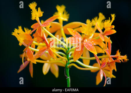 Orchidées spectaculaires à la pleine floraison dans une véranda/Serre. Tourné avec un objectif long pour créer focus sélectif. Banque D'Images