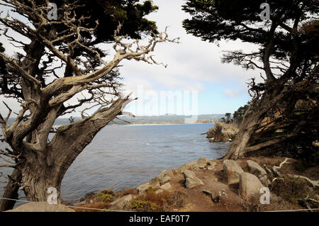 Voir à travers les cyprès à Point Lobos Parc naturel près de Carmel en Californie. Banque D'Images