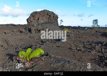 La repousse de la végétation sur le champ de lave du Parc National des Volcans de Hawaii Big Island Banque D'Images