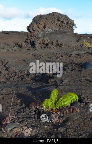 La repousse de la végétation sur le champ de lave du Parc National des Volcans de Hawaii Big Island Banque D'Images