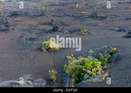 La repousse de la végétation sur le champ de lave du Parc National des Volcans de Hawaii Big Island Banque D'Images