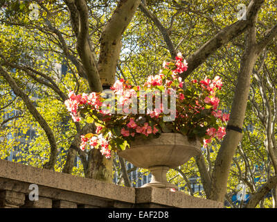 Pot de Fleurs, Bryant Park, NYC Banque D'Images