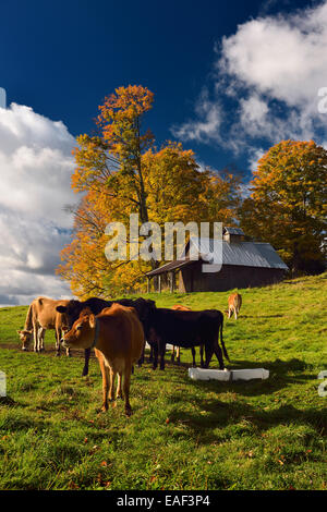 L'alimentation des vaches de Jersey dans un pâturage tôt le matin avec des couleurs d'automne Peacham Vermont USA Banque D'Images