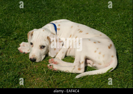 Chiot Dalmatien tachetés de citron. Banque D'Images