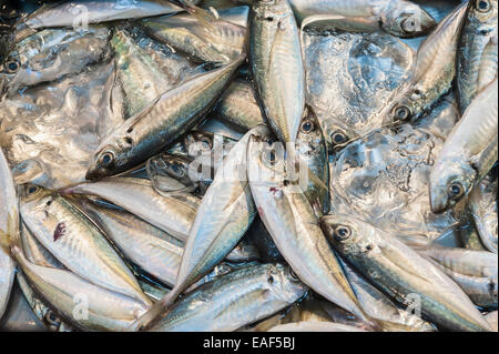 Jack japonais frais maquereaux, aji, Trachurus japonicus, le marché aux poissons de Tsukiji, Tokyo, Japon Banque D'Images