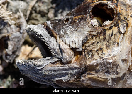 Ancienne tête de poisson Tilapia mortes séchées Banque D'Images