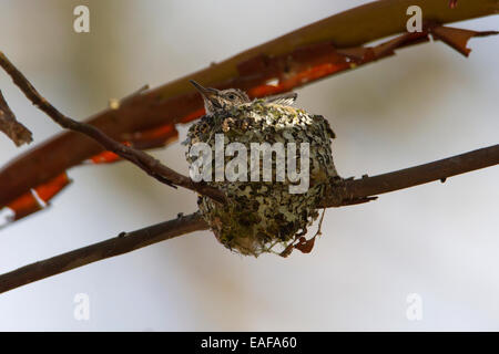 Anna's Hummingbird (Calypte anna) chicks on nest à Buttertubs Marsh, Nanaimo, Vancouver Est. BC, Canada en avril Banque D'Images