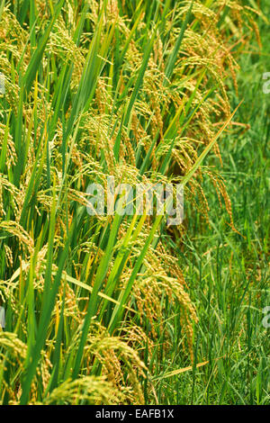 Champ de riz seule la nature de la lumière du jour personne ne Banque D'Images