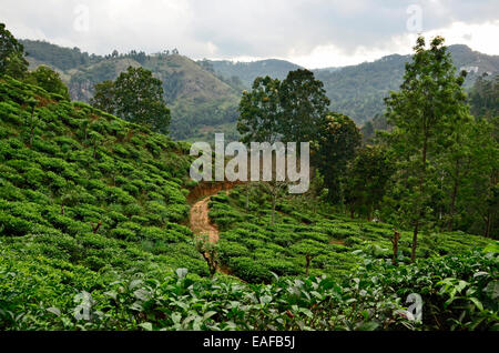 Sri Lanka la plantation de thé sur les collines en terrasses dans les montagnes à l'extérieur d'Ella Banque D'Images