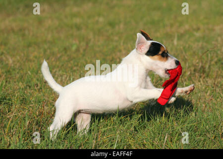 Jouer Parson Russell Terrier puppy à Meadow Banque D'Images