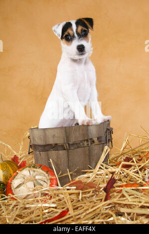 Comité permanent Parson Russell Terrier puppy à décoration autumnally Banque D'Images