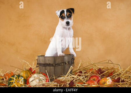 Comité permanent Parson Russell Terrier puppy à décoration autumnally Banque D'Images