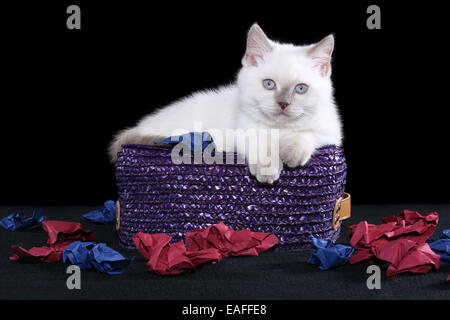 British Shorthair chaton couché sur papier avec panier Banque D'Images