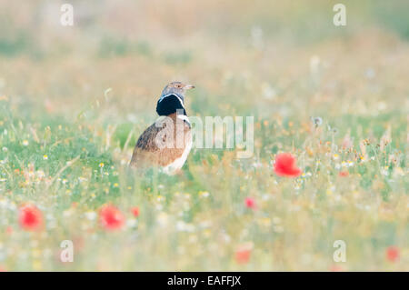 Tetrax tetrax outarde (peu), adultes pendant la pariade en prairie, fleurs de pavot entre la Catalogne, Espagne. Banque D'Images