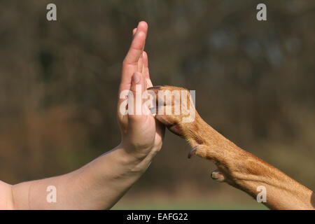 Le Rhodesian Ridgeback présente trick Banque D'Images