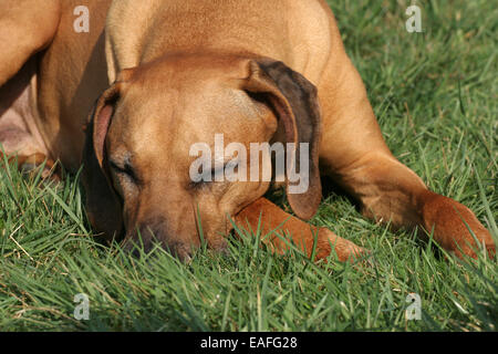 Le Rhodesian Ridgeback couchage Banque D'Images