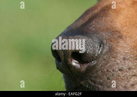 Le Rhodesian Ridgeback nez Banque D'Images