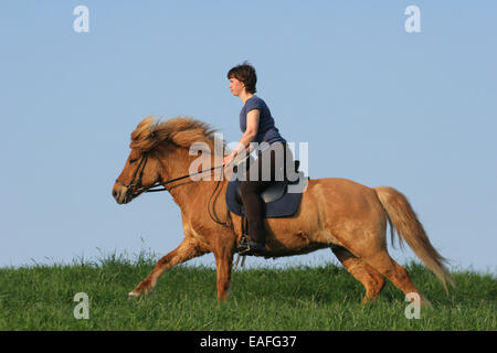 Des promenades en cheval islandais femme Banque D'Images