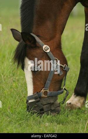 Pony avec chanfrein Banque D'Images