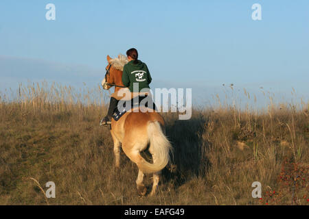 Des promenades en cheval haflinger femme Banque D'Images