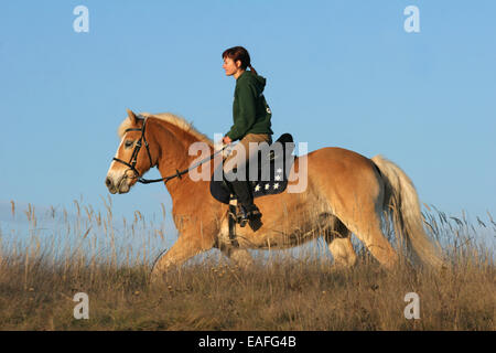 Des promenades en cheval haflinger femme Banque D'Images