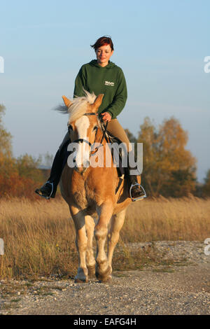 Des promenades en cheval haflinger femme Banque D'Images