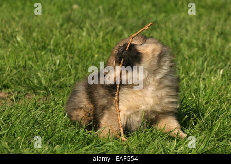 Kleinspitz Puppy playing sur le pré Banque D'Images