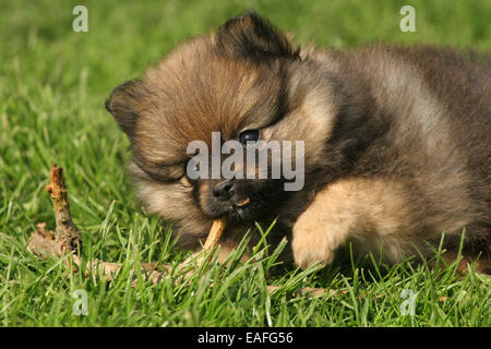 Kleinspitz Puppy playing sur le pré Banque D'Images