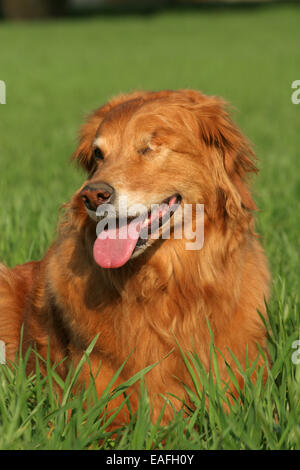 Golden Retriever Portrait Banque D'Images