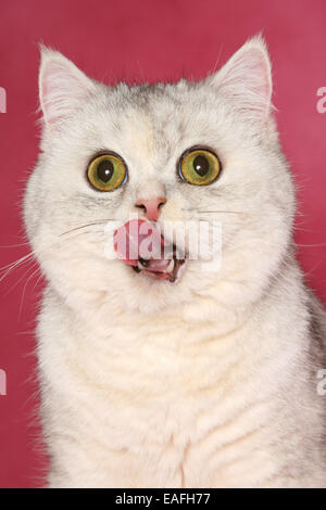 Portrait Exotic Shorthair Banque D'Images