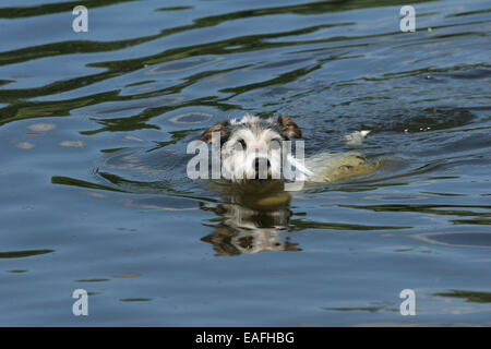 Des profils Parson Russell Terrier de natation dans l'eau Banque D'Images