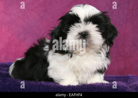 Shih Tzu chiot assis en studio Banque D'Images