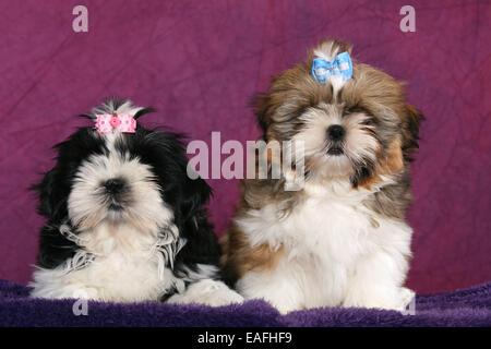 Shih Tzu Puppys couché dans studio Banque D'Images