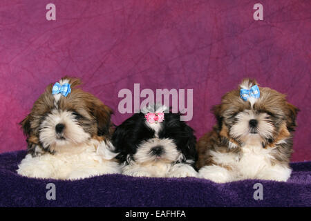 Shih Tzu Puppys couché dans studio Banque D'Images