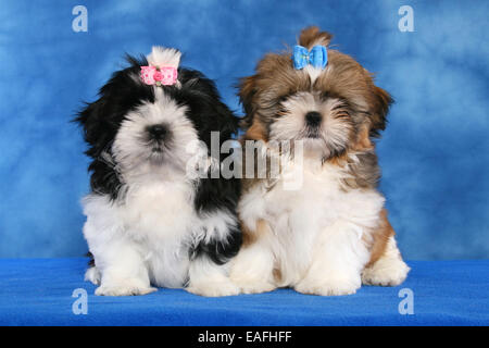 Shih Tzu Puppys assis en studio Banque D'Images