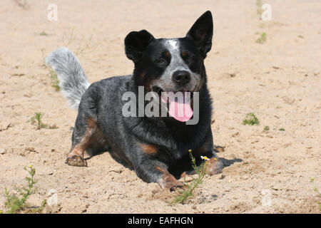 Australian Cattle Dog lying on the beach Banque D'Images