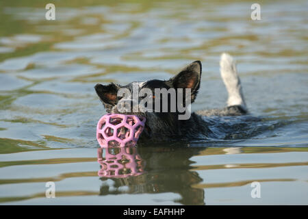 À l'Australian Cattle Dog with ball dans l'eau Banque D'Images