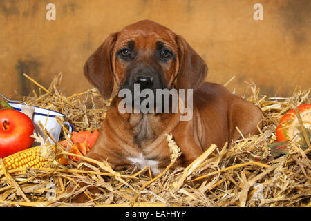 Le Rhodesian Ridgeback Puppy couché dans le foin Banque D'Images