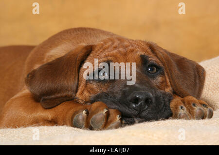 Lying Rhodesian Ridgeback Puppy in studio Banque D'Images
