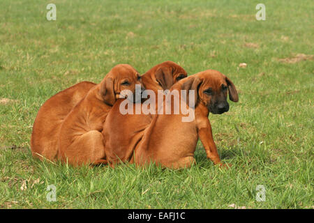 Chiots Rhodesian Ridgeback Banque D'Images