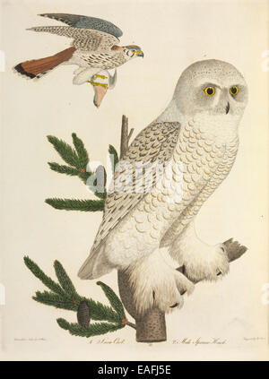 Nyctea scandiaca, Harfang des neiges et Falco sparverius, Sparrow hawk Banque D'Images