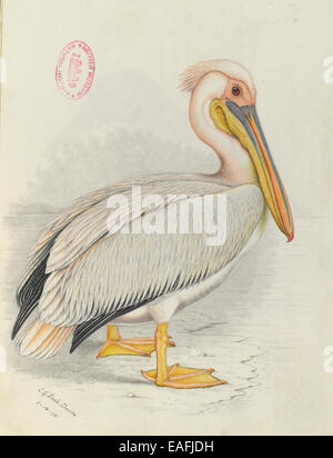 Pelecanus onocrotalus, Great White Pelican Banque D'Images