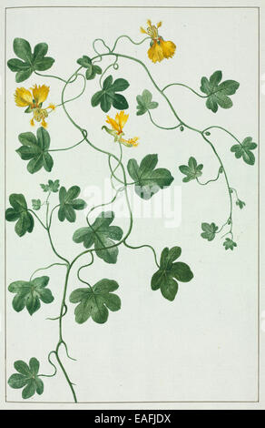 Tropaeolum peregrinum, Canaries creeper Banque D'Images