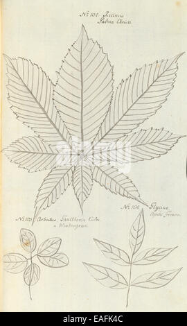 N° 102 de Ricinus communis, huile de roulette plante ; no 103 l'arbousier ou Gaultheria, gaulthérie ; no 104 Glycine apios, haricots pommes de terre Banque D'Images