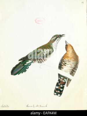 Chrysococcyx caprius, diederik cuckoo Banque D'Images