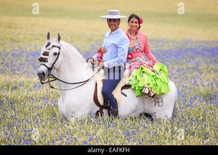 Cheval Espagnol pur couple espagnol traditionnel Andalou gris robe à fleurs au milieu permanent étalon barbeaux Allemagne Banque D'Images