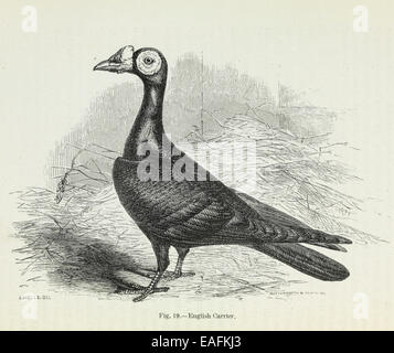 Darwin's Pigeons, transporteur Anglais Banque D'Images