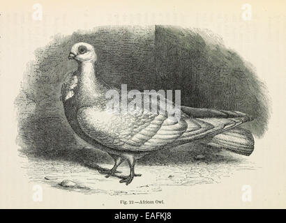 Darwin's Pigeons, Chouette Africaine Banque D'Images