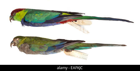 Western rosella Platycercus icterotis, Banque D'Images