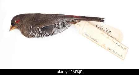 Hibou rouge firetail Finch, Emblema oculata Banque D'Images